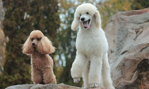 Are Standard Poodles Good Therapy Dogs