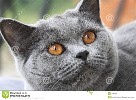 Cat With Orange Eyes British Blue Shorthair Royalty Free