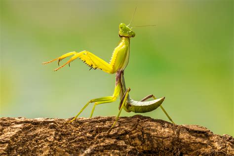 Praying Mantises In Florida What To Know About These Majestic Insects