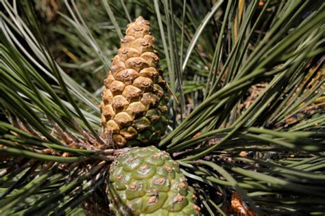 Pine Cone From Pinus Nigra Nestled Amongst Needles Stock Photo
