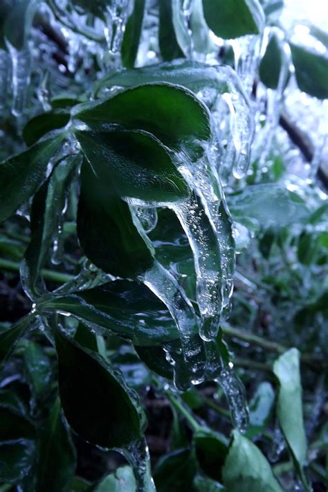 Icy Plant By Klillyphotography On Deviantart