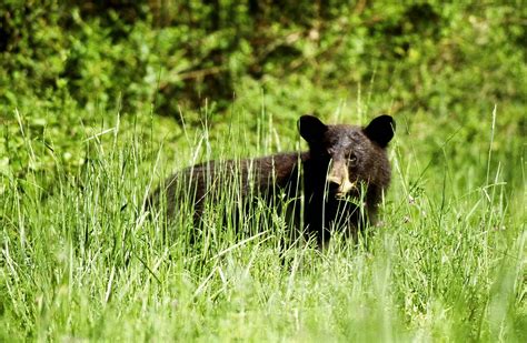 Washington Cancels Its Spring Black Bear Hunt Outdoor Life