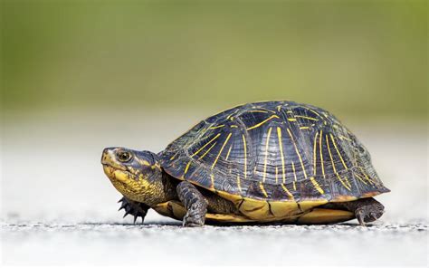 Turtle Full Hd Wallpaper And Background Image 1920x1200 Id285609