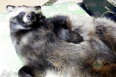 A Tanuki The Japanese Raccoon Dog Is The Cute Animal Of This Internet