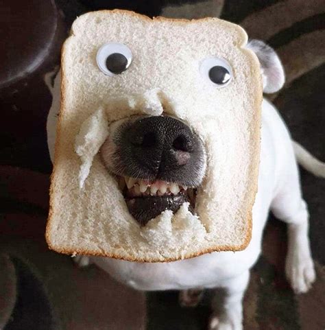 dogs wearing bread masks dont put  smile   face    poke