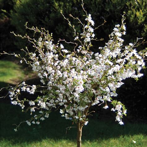 A dwarf evergreen with a unique look, the dwarf hinoki is a great choice for front doors, borders, beds and rock gardens. Our Range | The Widest Range of Tools, Lighting ...