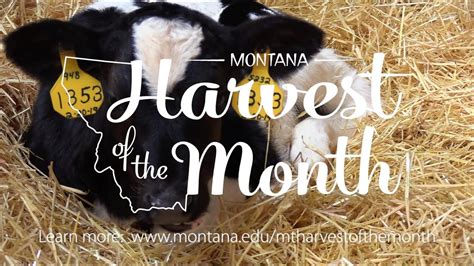 Dairy Montana Harvest Of The Month YouTube