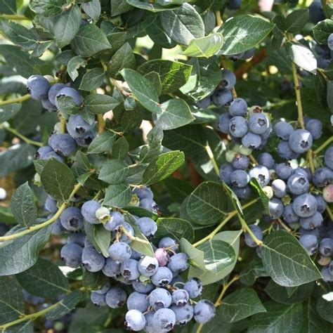 Ochlockonee Blueberry Bush Berries Are A Deep Blue Color That Isfirm