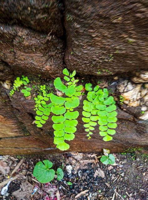 The Small Plant Of The Adiantum Stock Image Image Of Branch Small
