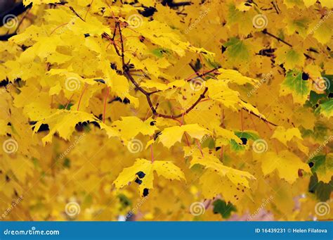Yellow Maple Tree Stock Image Image Of Textured Autumn 16439231