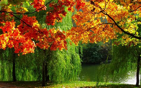 Forest Nature Autumn Leaves River Ultra High