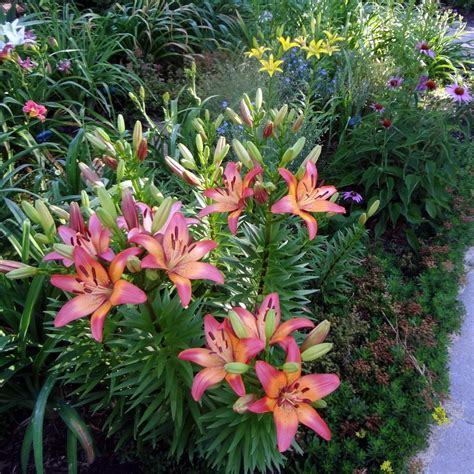 Photo Of The Leaves Of Lily Lilium Royal Sunset Posted By Stilldew