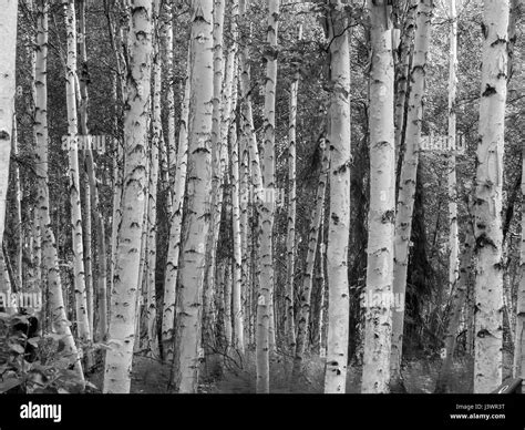 Alaska Birch Tree Trunks Hi Res Stock Photography And Images Alamy