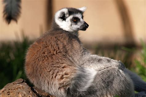 Ring Tailed Lemur Honolulu Zoo Society