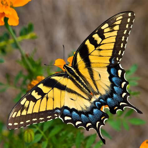 Tiger Swallowtail Butterfly Photograph By Tom Hirtreiter Pixels