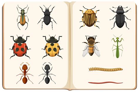 Entomology List Of Insect Collection 1782856 Vector Art At Vecteezy
