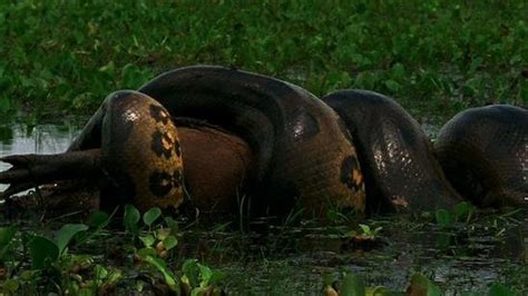 Do Anacondas Eat Their Babies Quora