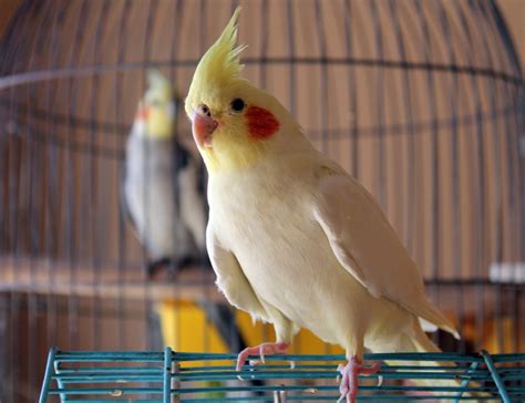 Beginner's Guide to Pet Birds and Parrots
