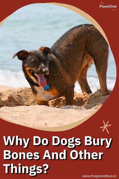 Why Do Dogs Bury Bones And Other Things Dog Yard Dog Behavior Dog