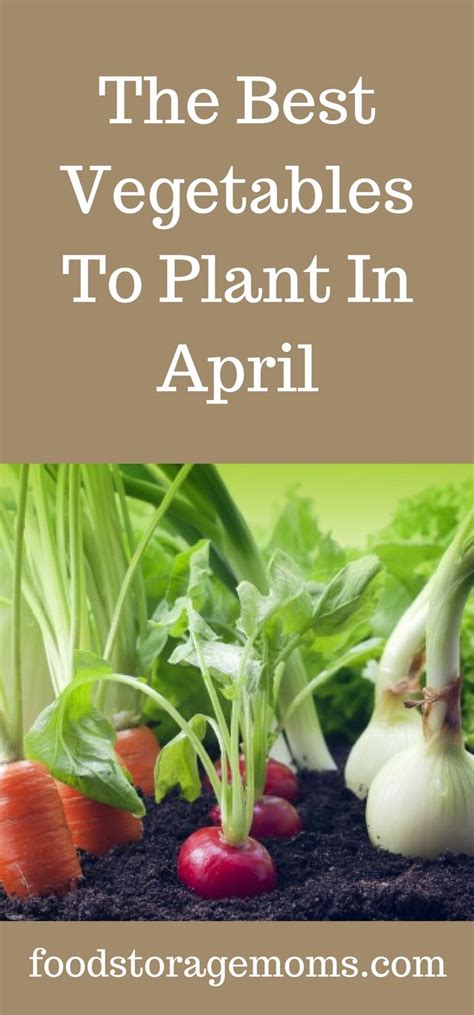 This arizona vegetable planting guide provides planting dates and crucial information for growing over 50 different vegetables in the low desert of arizona. The Best Vegetables To Plant In April | Vegetables, Cucumber on eyes, Cucumber plant