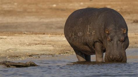 Hippo Eye Closeup Stock Photo Image Of Africa Hippo 20722584