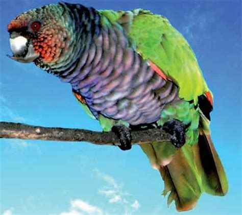 Island Neighbours Lets Go Birdwatching St Lucia News