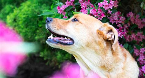 We did not find results for: What to Do if Your Dog Won't Eat His Food but Will Eat Treats