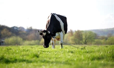 Premium Photo Milk Cow Grazing On Green Farm Pasture On Summer Day