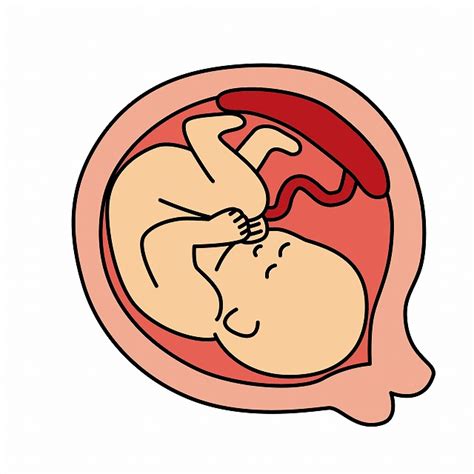 胎盤って何？赤ちゃんを支える胎盤の役割とは