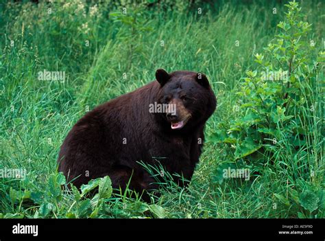 Black Bear In Grass Ursus Americanus Orr Minnesota Stock Photo Alamy