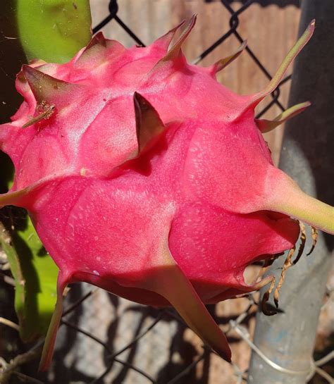 How To Grow And Care For A Dragon Fruit 2021 Mindfulness Memories