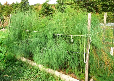 Maybe you would like to learn more about one of these? Harvesting Asparagus.... It just seems so WRONG ...
