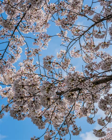 Free Stock Photo Of Beautiful Blue Cherry Blossom