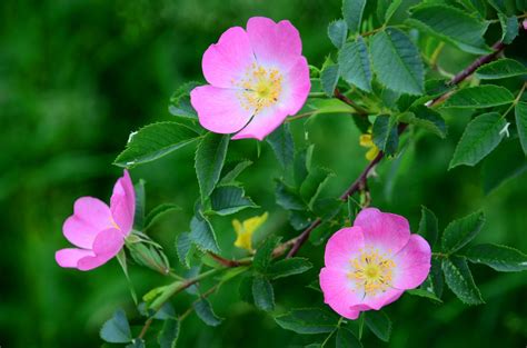 Wild Rose Free Photo Download Freeimages