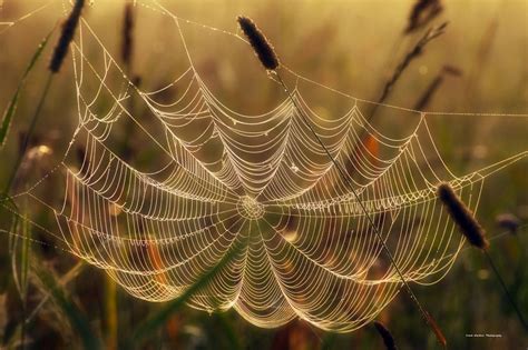 Spider Web With The Morning Dew Still On It Photo By Frank Wachter