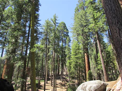 Reviews For 2 Day Yosemite Kings Canyon And Sequoia