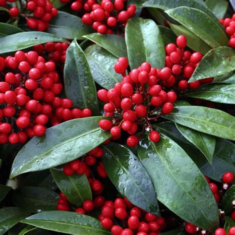 La dipladenia, una pianta rampicante fiorita, dai bellissimi fiori bianchi e verdi. Piante con bacche rosse - Piante da giardino - Piante con ...