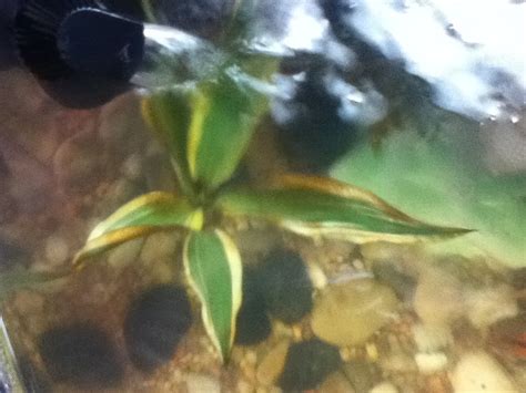 Discussion in 'emmersed / wabi kusa' started by tanan, apr 18, 2019. Help: My Aquarium Plants Are Turning Brown... I Have No ...