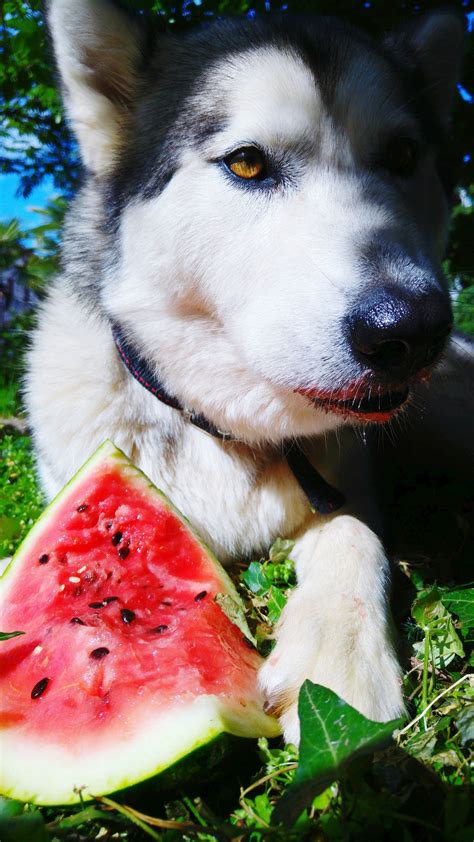 National Watermelon Day 6 Recipes For Watermelon Dog Treats Dogtime