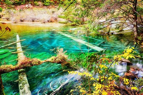 Azure Crystal Lake With Submerged Tree Trunks Among Fall Woods Stock