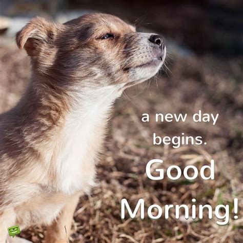 A New Day Starts Good Morning Pics Good Morning Cards Morning