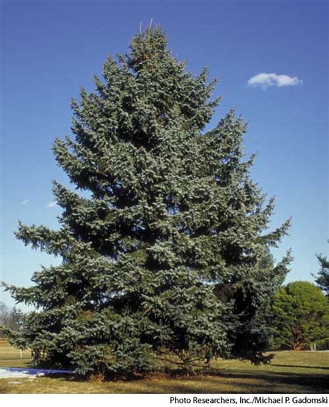 Blue Spruce Wikipedia