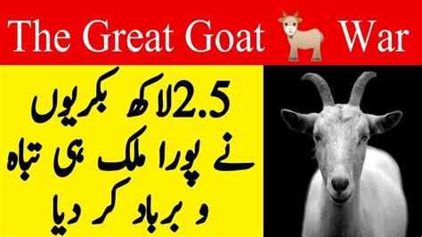 Country Fought A War With 250000 Goats Who Won The Great Goat War