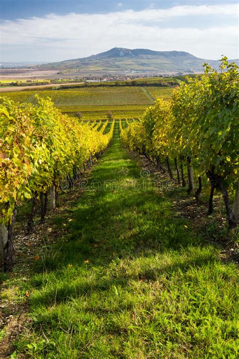 Autumn Vineyard Stock Image Image Of Country Fall Plant 34877373