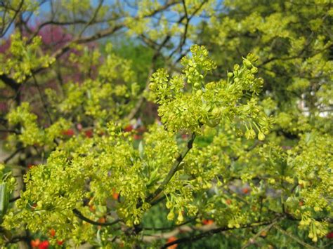 Der sassafrasbaum (sassafras albidum), auch fenchelholzbaum oder nelkenzimtbaum genannt, ist eine pflanzenart in der familie der lorbeergewächse (lauraceae). Baumschule Eggert - Blütensträucher, Baumschulen ...