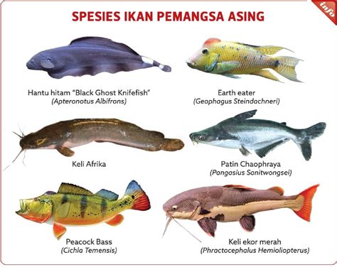 Nama Jenis Ikan Air Tawar Di Malaysia Wallpaper Imagesee