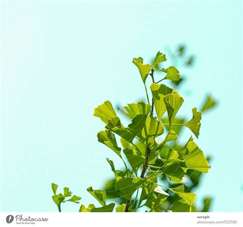 Ginkgo Antioxidant Asians A Royalty Free Stock Photo From Photocase