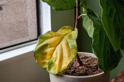 Signs Of An Overwatered Fiddle Leaf Fig And How To Save One