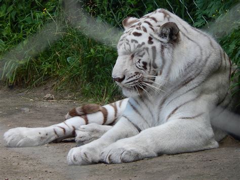 Animals Where Do White Tigers Live The Great Outdoors Stack Exchange