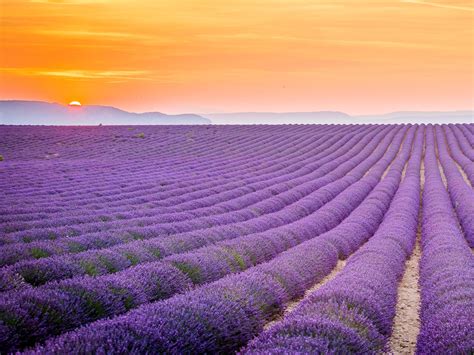 Lavender Field Provence France Hd Wallpaper Background